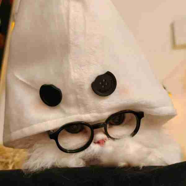 sean zhang Profile Picture