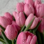 van thoun van thoun Profile Picture