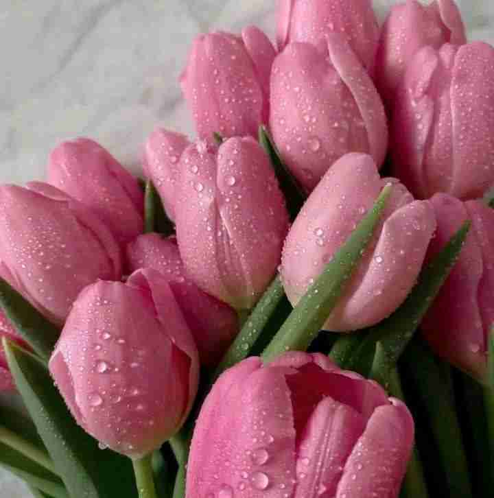 van thoun van thoun Profile Picture