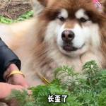 Sreypov Srin Profile Picture