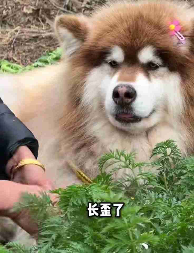 Sreypov Srin Profile Picture