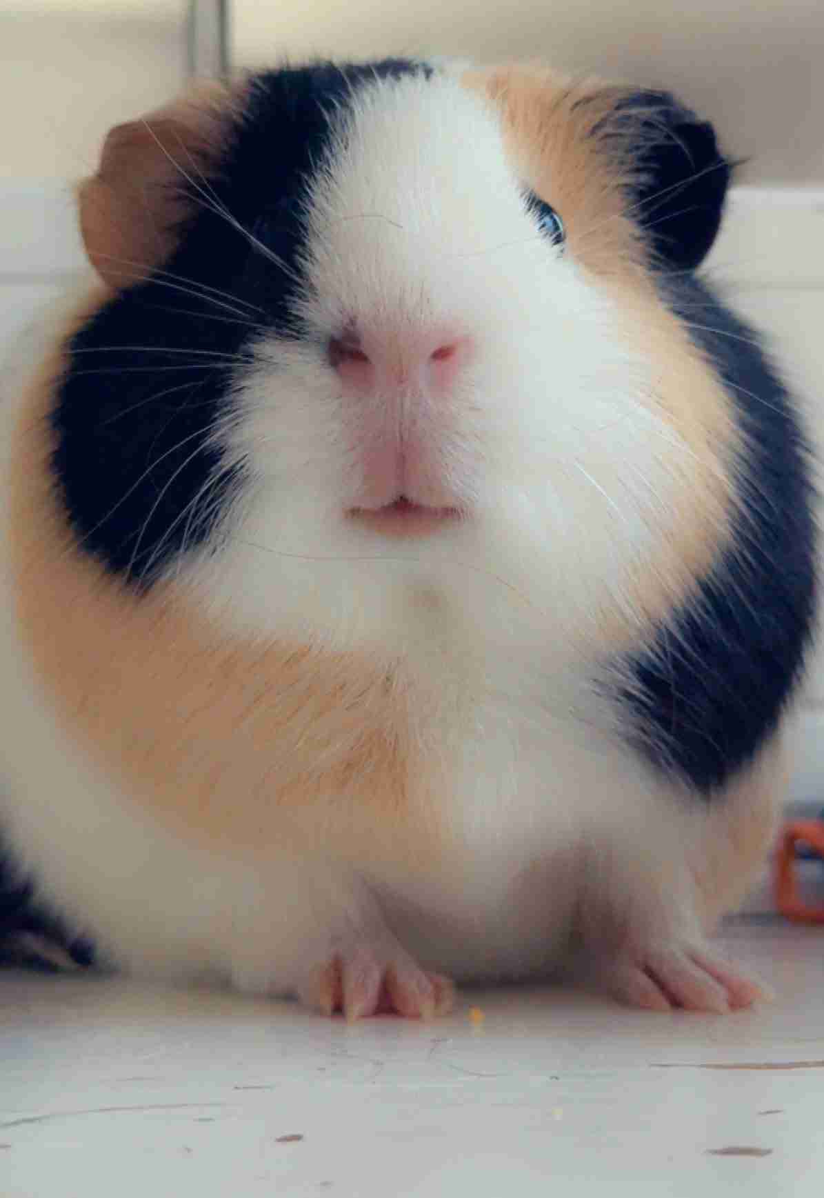 Nibbles Pig Profile Picture