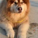Sreypov Srin Profile Picture